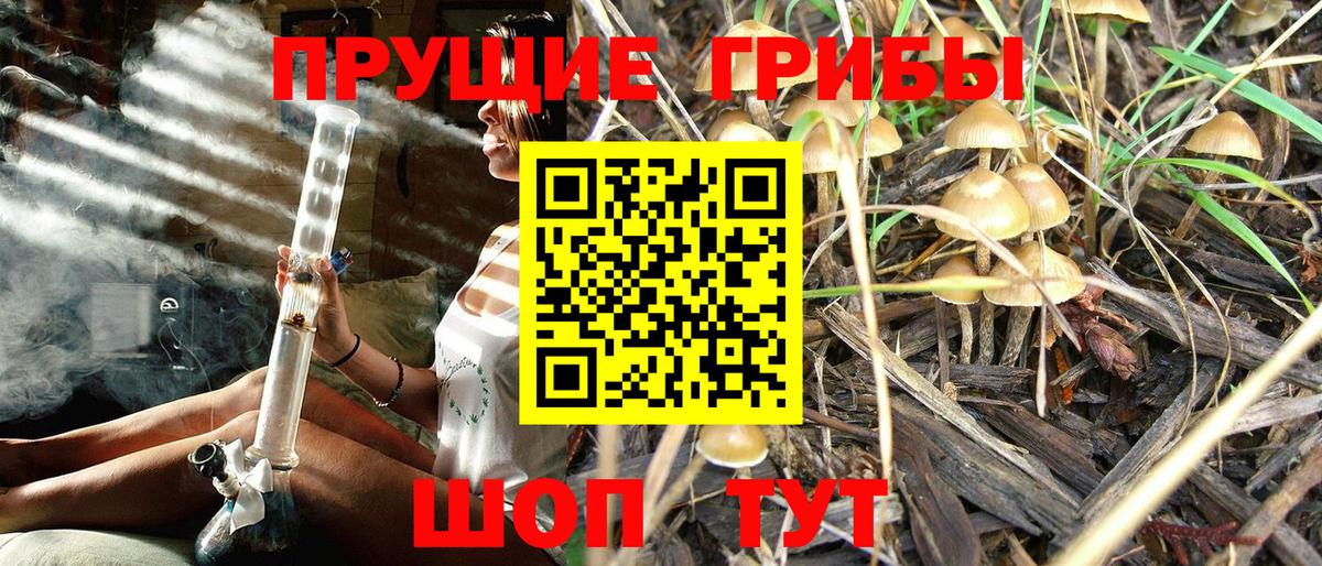 Псилоцибиновые грибы Cubensis Чайковский